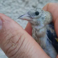 جوجه سهره نر رنگ روشن عطیقه