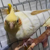 عروس هلندی|پرنده|فردیس, نگارستان|دیوار