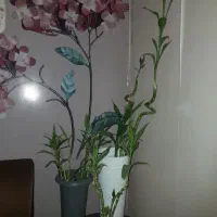گل بامبو