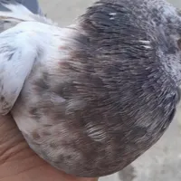 کبوتر سوسکی و کاشونی|پرنده|شاهین‌شهر, شهرک گلدیس|دیوار