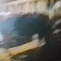 گاو شیری با گوساله ماده گاو خیلی آرام هست