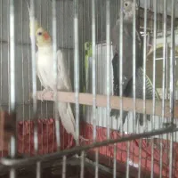 جفت عروس هلندی مولد|پرنده|شیراز, دلگشا|دیوار