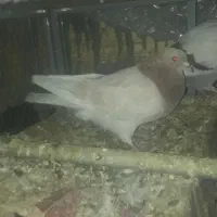 کبوتر فروشی دونه ای ۱۵۰|پرنده|قم, شهرک امام حسین|دیوار