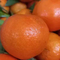 کرماتین پیوندی شیرین در حد