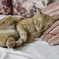 این گربه در محدوده ساسانی گمشده یک پا نداره زرد