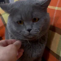 گربه اسکاتیش اصیل وارداتی قیمت مناسب