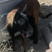 واگذاری سگ داشهوند  اتوبوسی  و مالنیوز