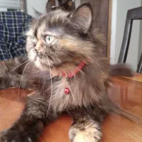 گربه پرشین بریتیش|گربه|محمدشهر, شهرک پیام (مهرالبرز)|دیوار