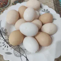 تخم تازه گلین تعداد محدود