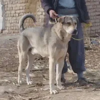 سگ عراقی نگهبان