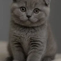 گربه اسکاتیش و بریتیش بلو کیفیت بی نظیر