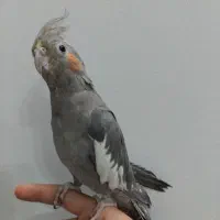 عروس هلندی