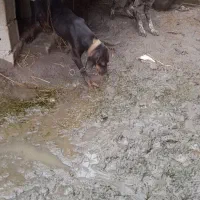 سک شکاری|سگ|آستانه اشرفیه, |دیوار