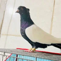 سینه، چتن، طوقی،