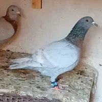 کبوتر خط سفید