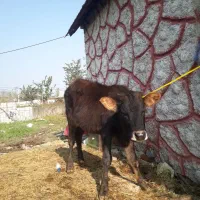 ۳راس لیشه دورگ چالوسی         گاو ورزا|حیوانات مزرعه|رشت, حومه رشت|دیوار