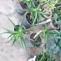 گل وگیاه مردابی، الوورا