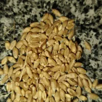 گندم
