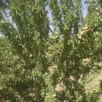 زمین باغ انگور داربستی