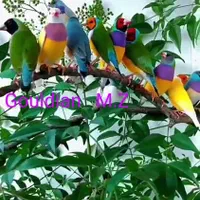 *فنچ گلدین همه رنگ*