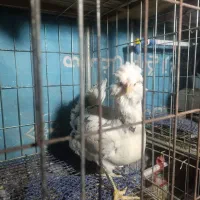 ست گلین طوسی|حیوانات مزرعه|اصفهان, ارداجی|دیوار