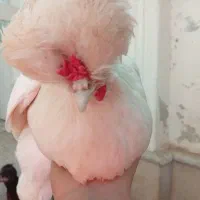 دو عدد مرغ سلطان تخم گذار