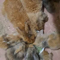 بچه خرگوش لوپ با نژاد اصیل