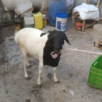 غوچ|حیوانات مزرعه|قشم, |دیوار