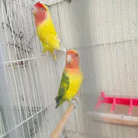 جفت کوتوله رنگ خاص تازه جفت خوردن و لونه گرم میکنن