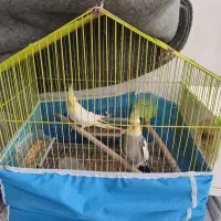 یک جفت عروس هلندی و یک جوجه و ۲ آکواریوم