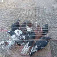 کفتر|پرنده|نقده, |دیوار