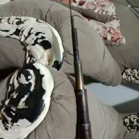 کاسی لانس شیمانو کره|ماهیگیری|رشت, سلیمانداراب|دیوار