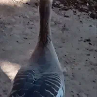 قو غاز نر|حیوانات مزرعه|اردبیل, |دیوار