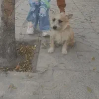 سگ پا کوتاه|سگ|بجنورد, |دیوار