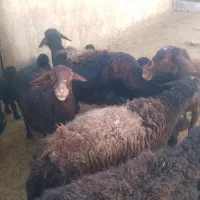 میش قیسیر|حیوانات مزرعه|قره پشتلو, |دیوار