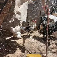 مرغ خروس برهما