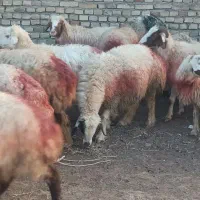 31میش داشتی جوان|حیوانات مزرعه|سبزوار, قصبه شرقی|دیوار