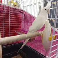 عروس هلندی نر