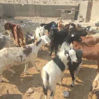 گوشت‌کهره‌موجوده