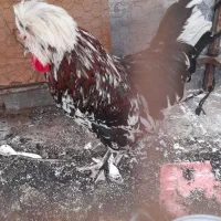 فروش یک عددخروس سلطانی