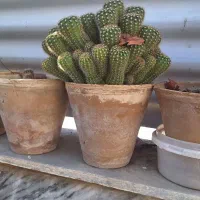 گل و گیاه طبیعی|گل و گیاه طبیعی|ملایر, |دیوار