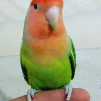 کوتوله نر دستی