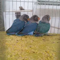 جوجه سرلاکی طوطی برزیلی رنگ خاص