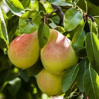 نهال گلابی بیروتی ، درخت گلابی بیروتی ، نهالستان