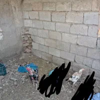 مرغ خروس