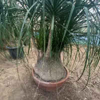 لیندا غول پیکر ۴/۵۰۰|گل و گیاه طبیعی|محمودآباد, |دیوار