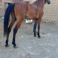 اسب مادیان ۶سال۷دانگ