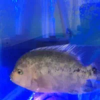 ماهی ویجا سین شیلا