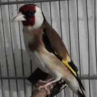 سهره متولد قفس