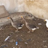قوقاز اوکراینی